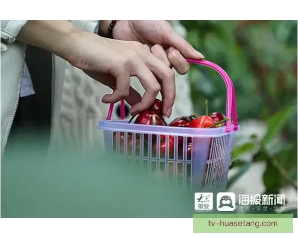 樱桃视频在线观看：解锁视听盛宴，点亮生活色彩